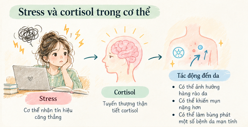 Minh họa mối liên hệ giữa stress, cortisol và ảnh hưởng có thể có lên làn da