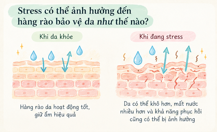 Minh họa hàng rào da bình thường và tăng mất nước qua da TEWL khi stress kéo dài