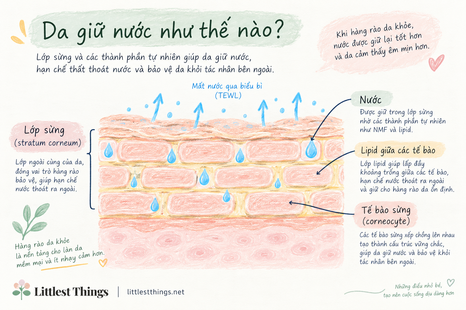 Minh họa lớp sừng, lipid giữa các tế bào và quá trình nước thoát qua biểu bì.